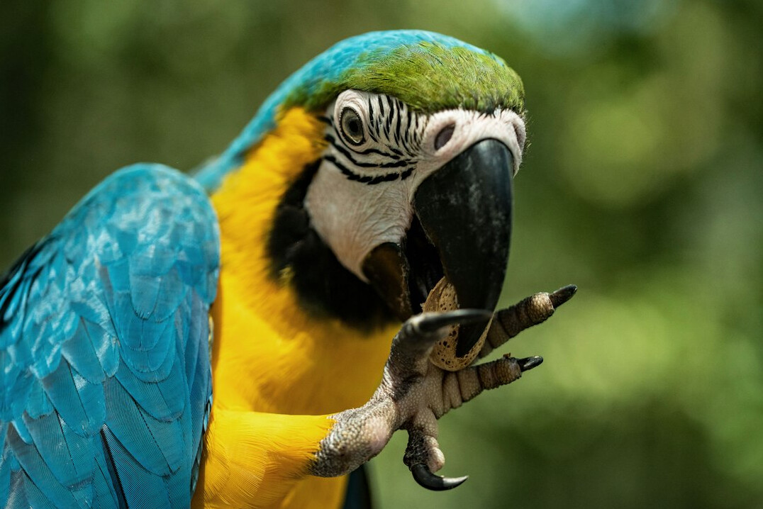old parrot learning new words