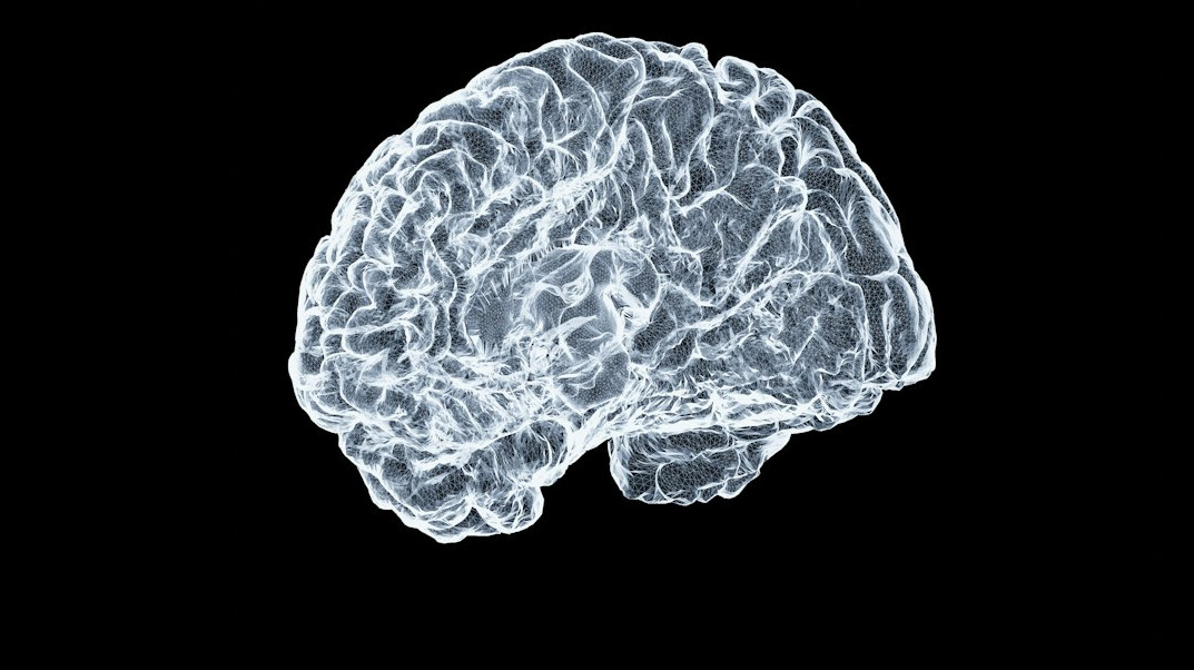 human brain illustration